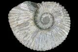 Douvilleiceras (Tractor) Ammonite - Massive lbs! #81862-1